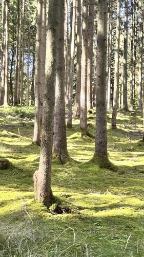 Ebersberger Seelauf (Seerunde + Waldrunde)