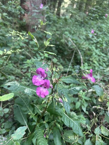 Wildparkrunde
