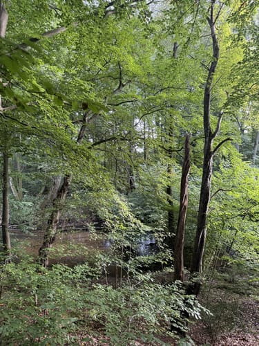 Aumühle-Sachsenwaldau-Runde