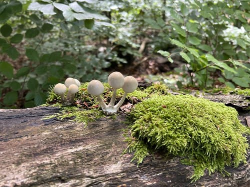Heinrichstein - Frankenwaldblick