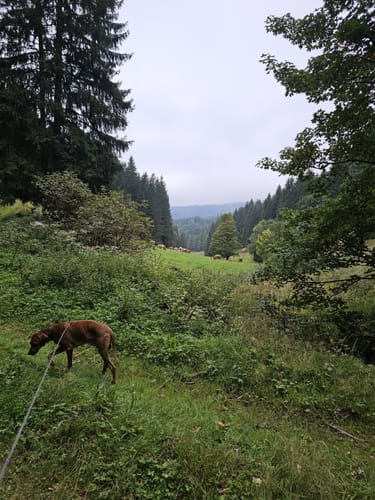 GeoRoute 14: Kleinschmalkalder Vulkansteig