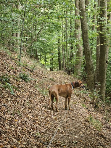 GeoRoute 14: Kleinschmalkalder Vulkansteig