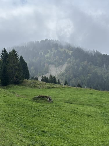 2000-jhrige Eibe: Die besten Routen in der Umgebung | AllTrails