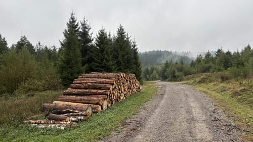 Struffeltroute