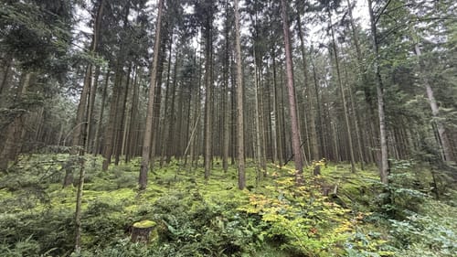 Struffeltroute