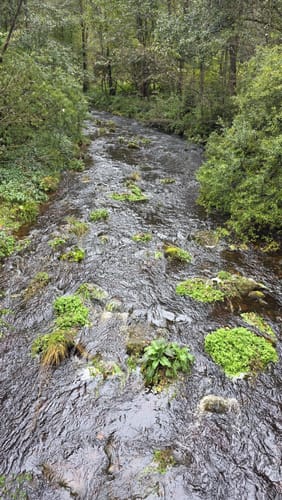 Bad Wildbad - Große Wiese - Wildsee