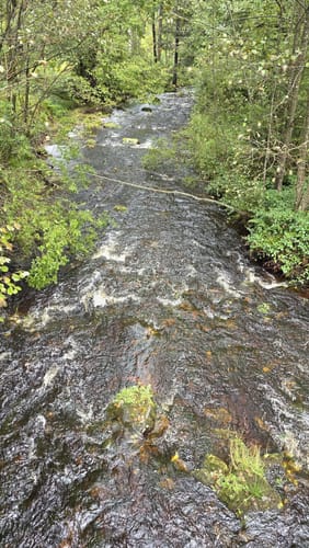 Bad Wildbad - Große Wiese - Wildsee