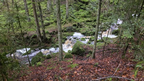 Bad Wildbad - Große Wiese - Wildsee