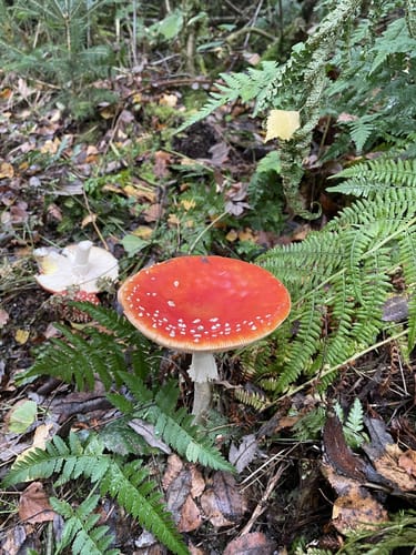 Natursteig Sieg Etappe 11: Wissen - Scheuerfeld