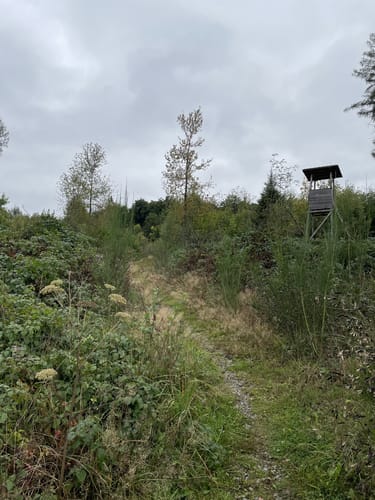 Natursteig Sieg Etappe 11: Wissen - Scheuerfeld