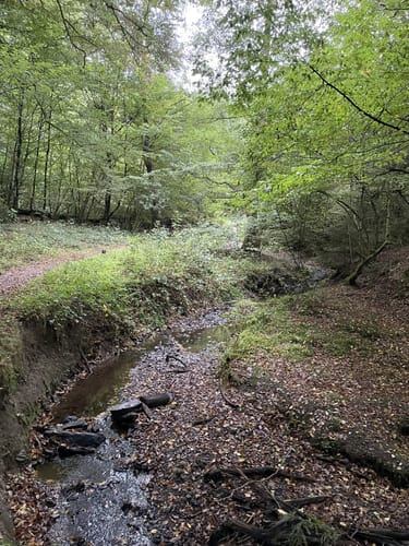 Natursteig Sieg Etappe 11: Wissen - Scheuerfeld