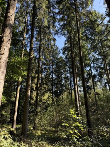 Rund um den Großensee