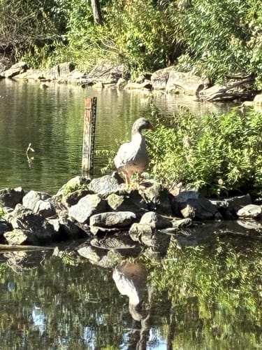 Durch Zuelpich und zum Neffelsee