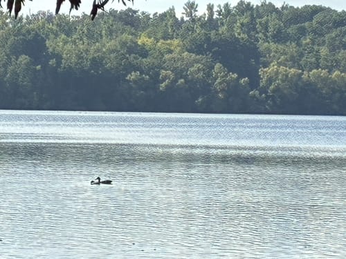 Durch Zuelpich und zum Neffelsee