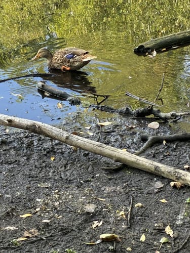Durch Zuelpich und zum Neffelsee
