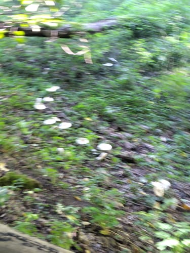 Um den Herrensee