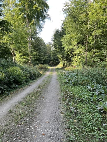 Märchenwald Einbeck und Wasserturm