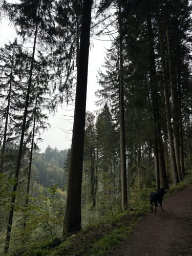 Panoramawanderung in Oberharmersbach