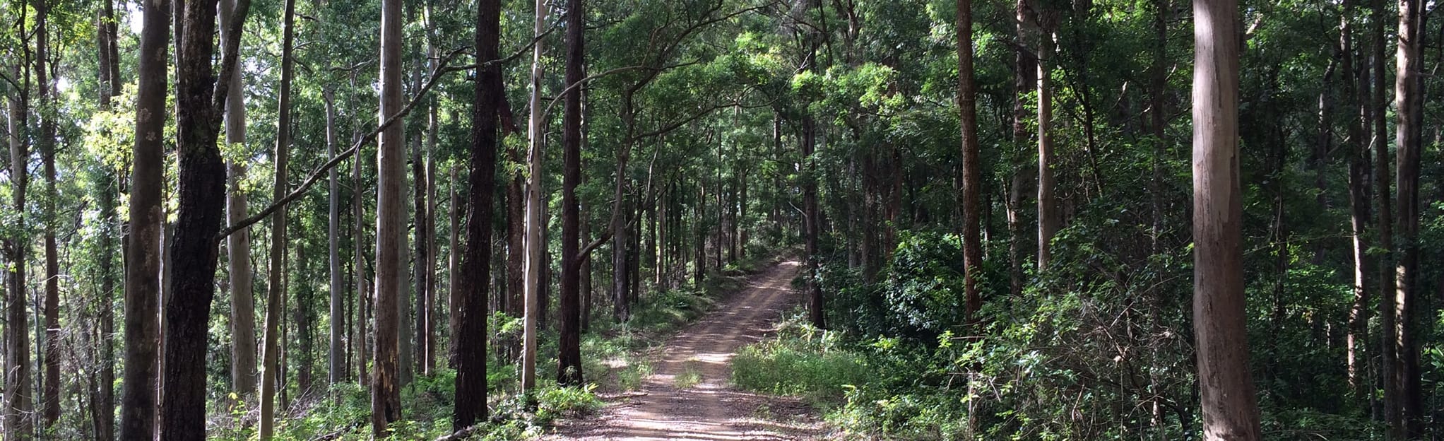 Cabbage Tree Range Loop 76 foto Queensland, Australia AllTrails