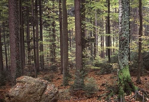 Durch Oberholz und Spitalwald