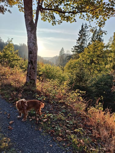 Großer Hohegeißer Rundweg