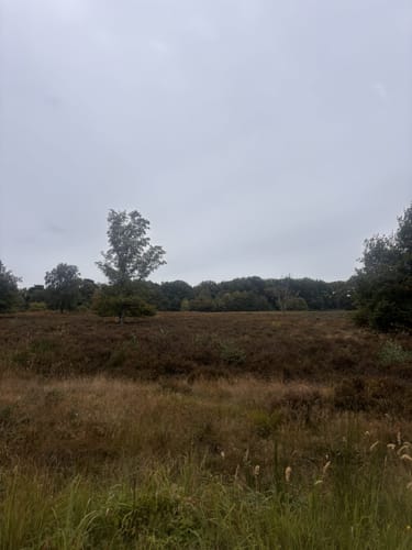 Wahner Heide - Burg Wissem
