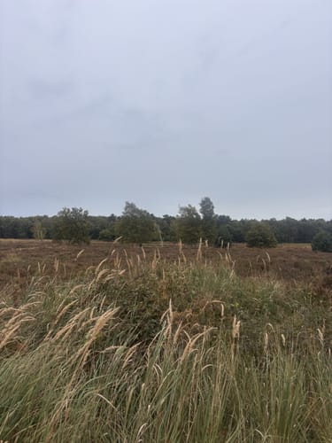 Wahner Heide - Burg Wissem