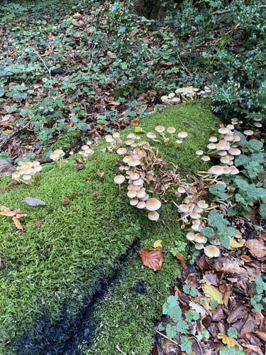 Urwald bei Neuenburg