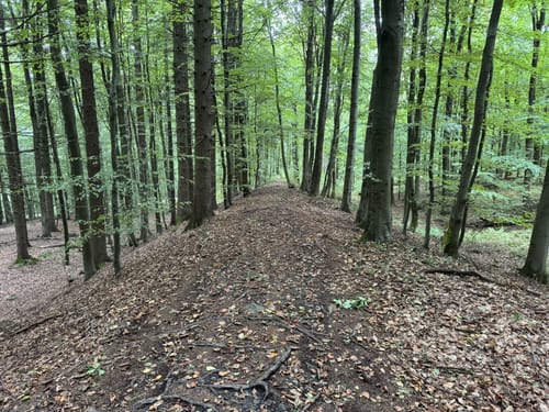 Keltenwanderweg Dannenfels