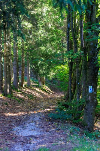 Warmensteinach Rundwanderweg Nr. 6: Reisigbachrunde