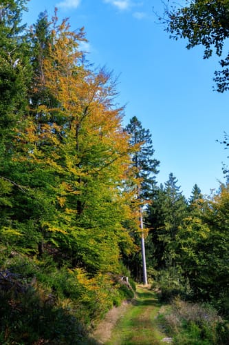 Warmensteinach Rundwanderweg Nr. 6: Reisigbachrunde
