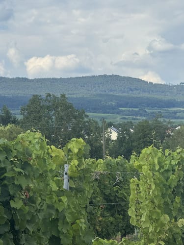 Am Schloß Johannisberg