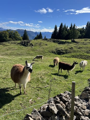 Stoibenmoseralm - Sonnwendköpfl - Taubensee