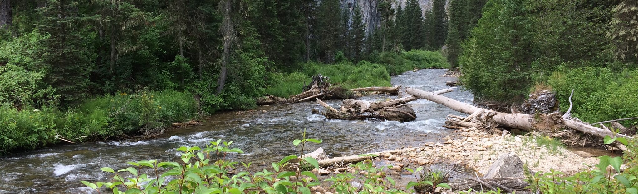 Escape to Elk Creek: Where Idaho's Wild Beauty Meets Your Inner Explorer