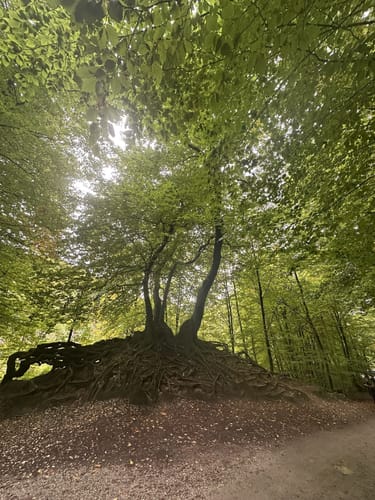 Hermannsweg Etappe 7: Oerlinghausen - Detmold