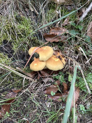 Wanderung in der Dübener Heide