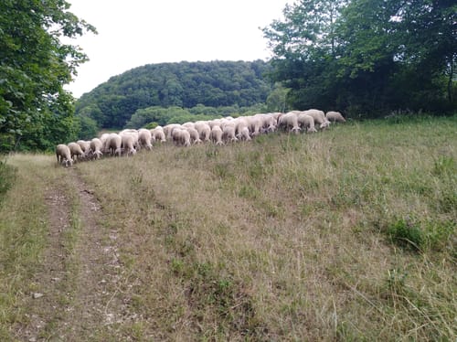 Albtraufgänger Etappe 3: Wasserberg - Gingen Fils