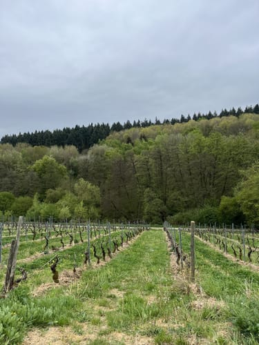 Rheinsteig Etappe 19: Johannisberg - Kiedrich