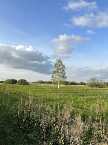 Federseesteg - Kurpar