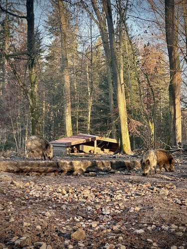 Rotwildpark bei Stuttgart