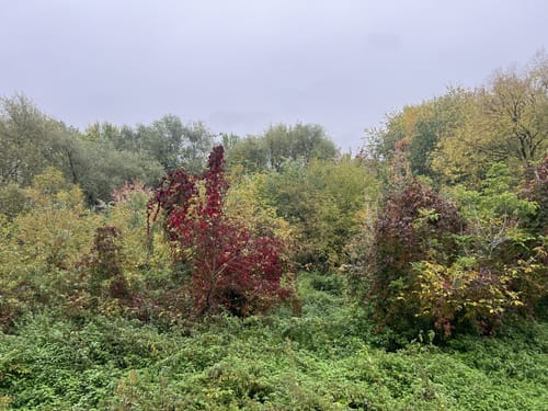 Rundweg am Rheinufer