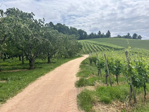 Durbacher Weinpanorama (Premiumwanderweg)