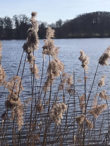 Um den Moritzburger Großteich