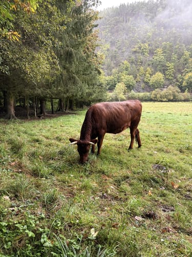 Rund um Clodra und Buchwald