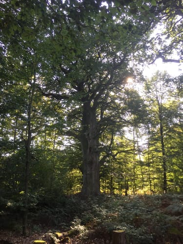 Urwald Sababurg - Rundweg (rot/Specht)