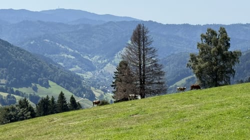 Gieshübel - Köhler - St. Ulrich