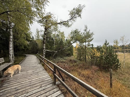 Kaltenbronn Rundweg 1