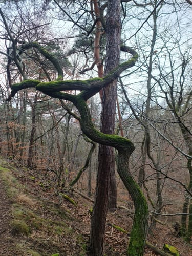 Kirchheimbolanden: Schillerhainrundweg 7