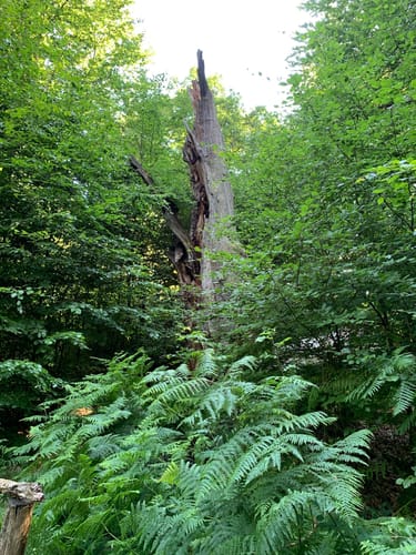 Rund um den Urwald Sababurg