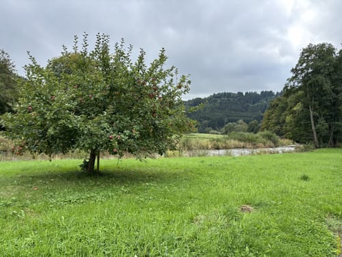 Durch die Kyllburg Wandereifel